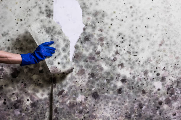 Best Attic Mold Removal  in Neosho, MO