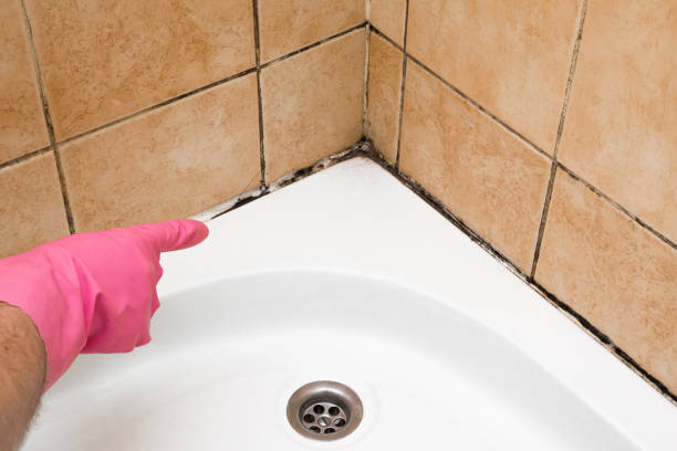 Attic Mold Removal in Neosho, MO